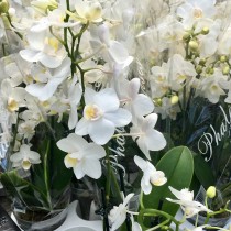 ProRep Live Plant: Orchid White