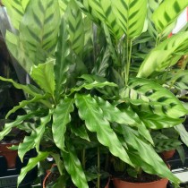 ProRep Live plant. Calathea mix (12cm pot)