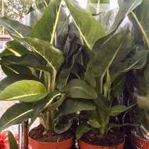 ProRep Live plant. Ray fern (5cm pot)
