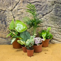 ProRep Live Plant Mini Jungle Collection (6 assorted)