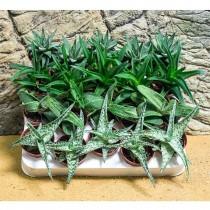 ProRep Live Plant Mini Arid Collection (6 assorted)