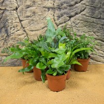 ProRep Live Plant: Mini Fern Collection (6 assorted)