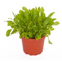 ProRep Live Plant Dandelion 10cm pot