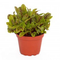 ProRep Live Plant Red Sorrel -Red Pixie 10cm pot