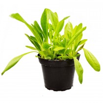 ProRep Live Plant Plantain-Assorted 10cm pot