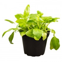 ProRep Live Plant Selfheal (Prunella vulg) 10cm pot