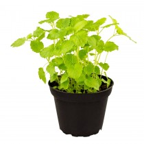 ProRep Live Plant Lemon Balm 10cm pot